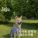 제주 애견동반 여행 5인가족 중형견 제주 항공권 숙소 계획 준비물