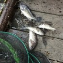 수진좌대 이미지