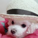 화랑동물병원 이미지