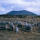 신용목장 이미지