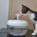 트윙클 펫샵 이미지