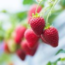 만봉농장 이미지