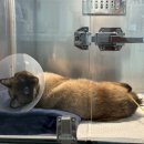 더에스동물병원 이미지