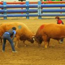 청도소싸움경기장 이미지