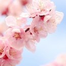 코디코디 - 안산시 단원구 달미로 96-1 | 코디코디