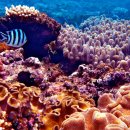 오스트레일리아, Great Barrier Reef (대보초) 이미지