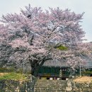 봄산꽃축제 미리가보기 이미지