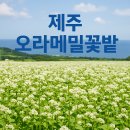 한라수목원 (제주고등학교방면) | 제주 오라동 메밀꽃밭 5월 여행 후기 및 추천 코스