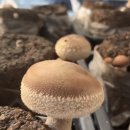 종업농장 | [부여N달살이] ep17, 표고 농장에서 알바하기