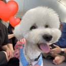 우주개스타 | 시흥 배곧 애견미용 | 미용 스트레스 없는 애견미용실 [우주개스타] 대만족한 후기⭐️ (추천하는 이유)