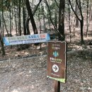 대신공원 숲길 이미지