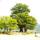 새소리 물소리 이미지