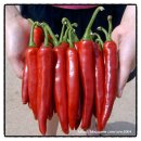 궁골 농장 이미지