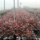 여명농장 이미지