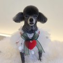 바니펫살롱 이미지