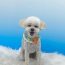 아뭉아뭉 반려견 미용실 이미지