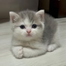 퍼빈 이미지