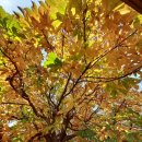 단풍나무펜션 이미지