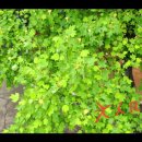 에이치디알 이미지