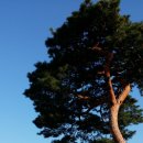 시청앞 가로수길 이미지