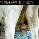 포도청 Daum카페