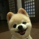 예쁜강아지 이미지