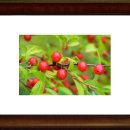 보리수약국 이미지