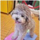 부산애견호텔 강아지 유치원 맘바이 서면본점 이미지