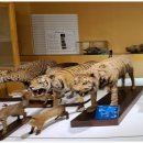 경북대학교자연사박물관 이미지