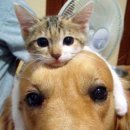 청담미의원 이미지