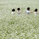 메밀꽃유치원 이미지