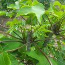 학자농원 | 동의보감과 본초강묵이 알려주는 엄나무 효능.