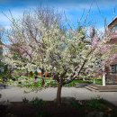 Tree of im 이미지