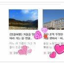 화천산천어축제산천어공방 Daum카페