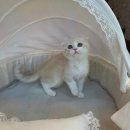 도그마루 고양이강아지 청주점 이미지