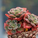 레인드랍