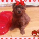 봉이네 애견미용 이미지