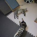 이쁘냥 익산점 이미지