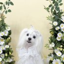 나나 펫 살롱 네이버블로그