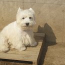 금산 캔넬 이미지