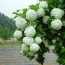 야생화 앨범53/불두화(Snowball Tree,백당수국) 이미지