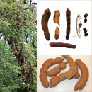 타마린드(tamarind)/미얀마 이름 '마지디' 이미지