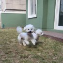 댕라이킷 이미지