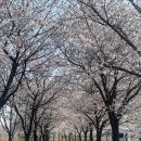 벚꽃캠핑 밀양아리랑오토캠핑장 31번