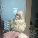 노원N동물의료센터 | 앵무새 귀 염증 노원 N동물의료센터 후기