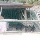 가평흑염소농장 이미지