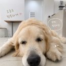 고덕옛날손짜장 네이버블로그