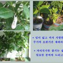 고무나무(Benjamina tree) 이미지