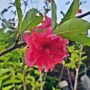 용문산 관광지 이미지