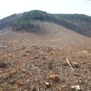 수림자원 이미지